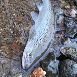 ブラウントラウト