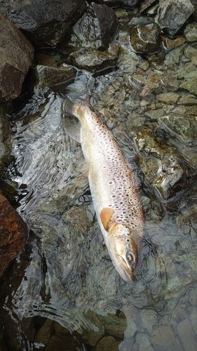 ブラウントラウトの釣果