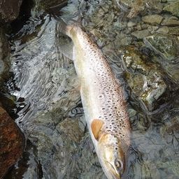 ブラウントラウト