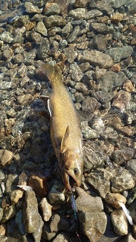 アメマスの釣果