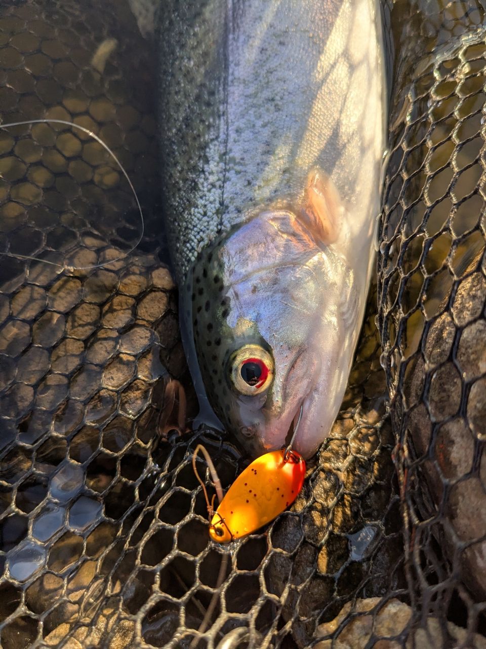 レインボートラウト