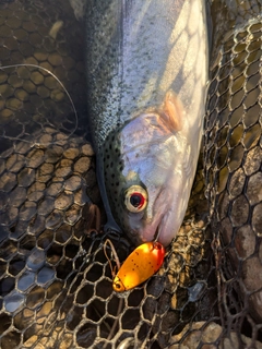 レインボートラウトの釣果