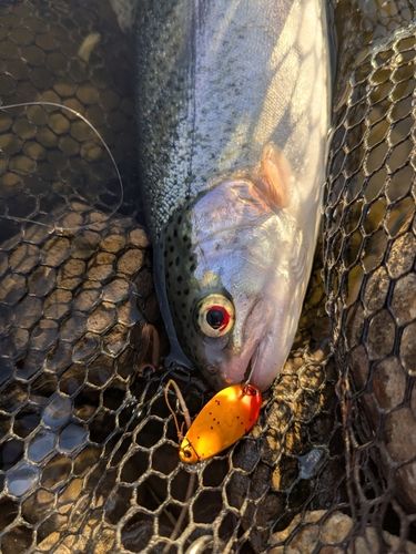 レインボートラウトの釣果