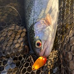 レインボートラウト