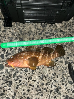 キジハタの釣果