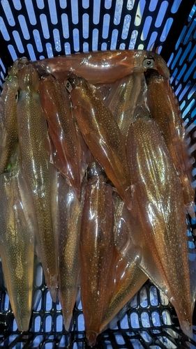 ヤリイカの釣果