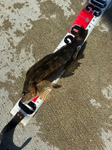 アイナメの釣果