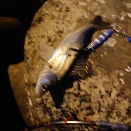 セイゴ（マルスズキ）