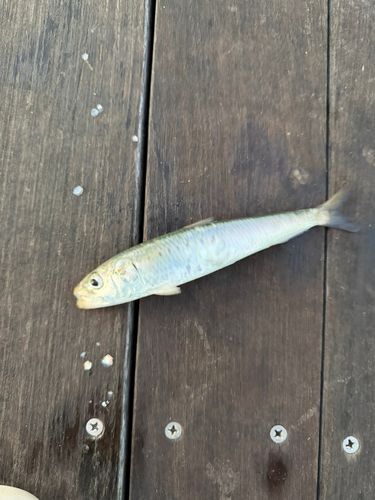 マイワシの釣果