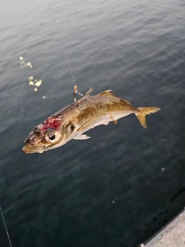 イトヨリダイの釣果