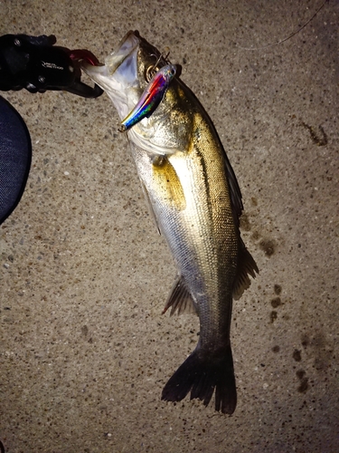 スズキの釣果