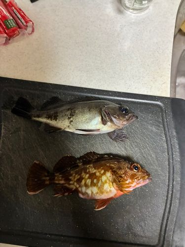 クロメバルの釣果