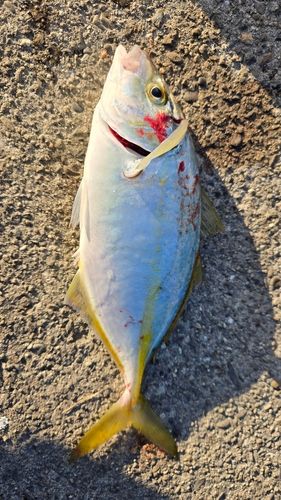 シマアジの釣果