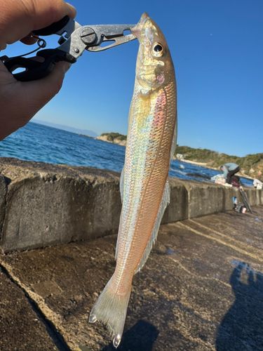 シロギスの釣果
