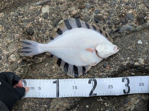 カワガレイの釣果