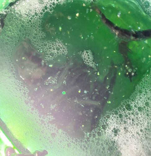 マイワシの釣果