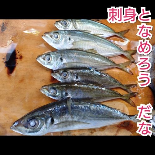 アジの釣果