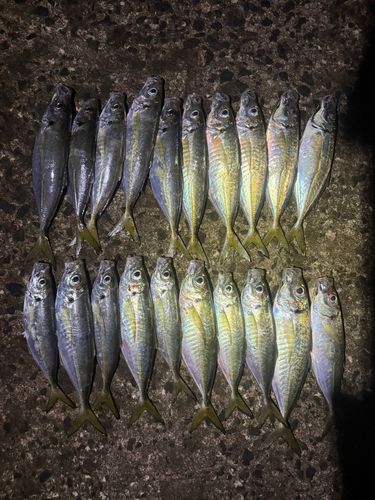 アジの釣果