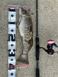 アイナメの釣果