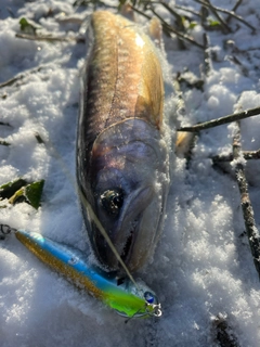 アメマスの釣果