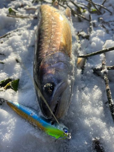 アメマスの釣果