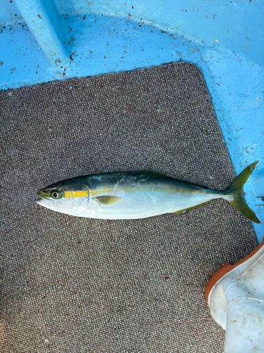 ハマチの釣果