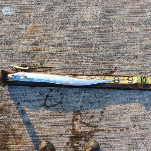 タチウオの釣果