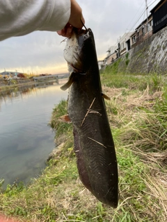 ナマズの釣果