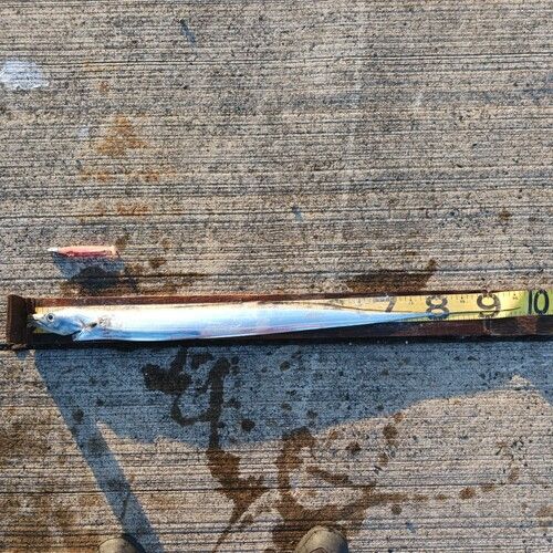 タチウオの釣果