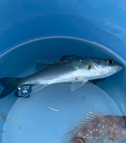セイゴ（マルスズキ）の釣果