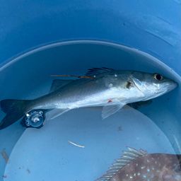 セイゴ（マルスズキ）