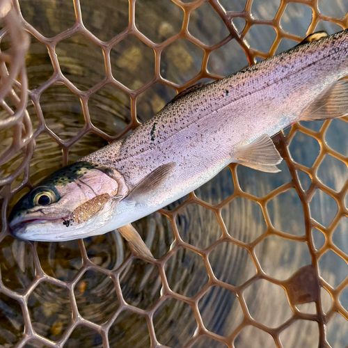 ニジマスの釣果
