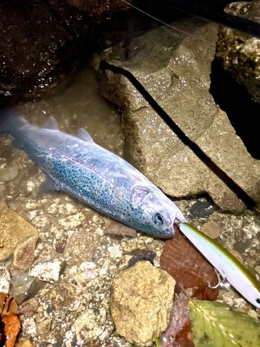 ニジマスの釣果