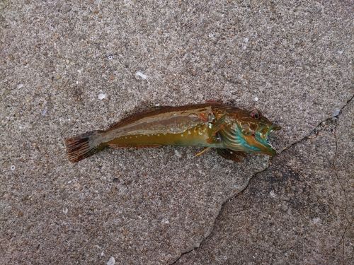 アナハゼの釣果