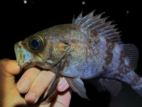 アカメバルの釣果