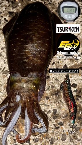 アオリイカの釣果