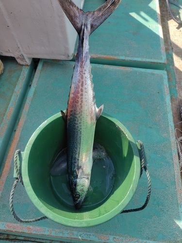 サワラの釣果