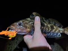 アイナメの釣果