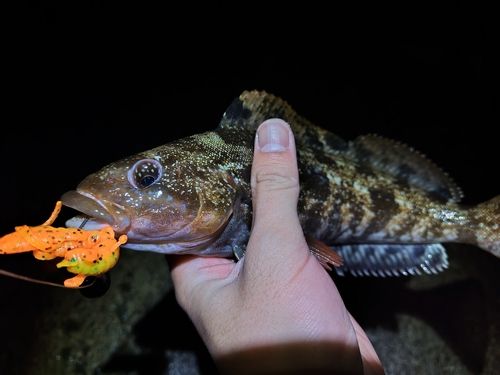アイナメの釣果