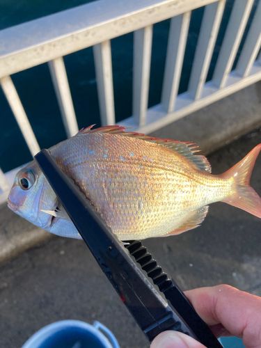 チャリコの釣果