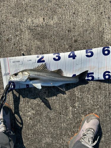 シーバスの釣果