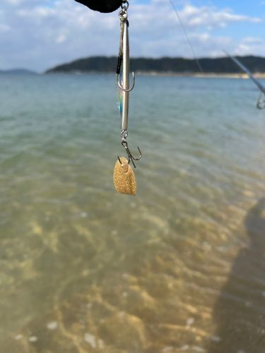 シタビラメの釣果