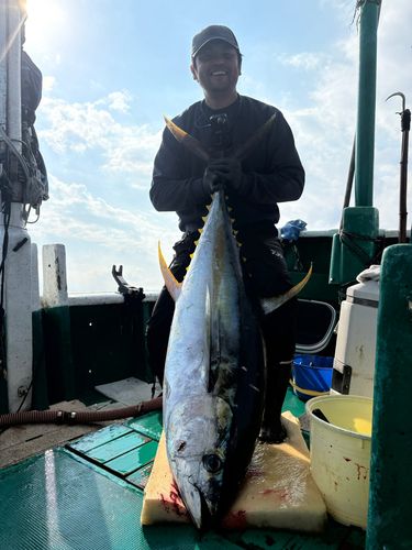 キハダマグロの釣果