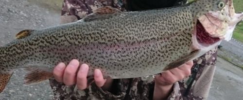 ニジマスの釣果