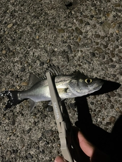 セイゴ（マルスズキ）の釣果