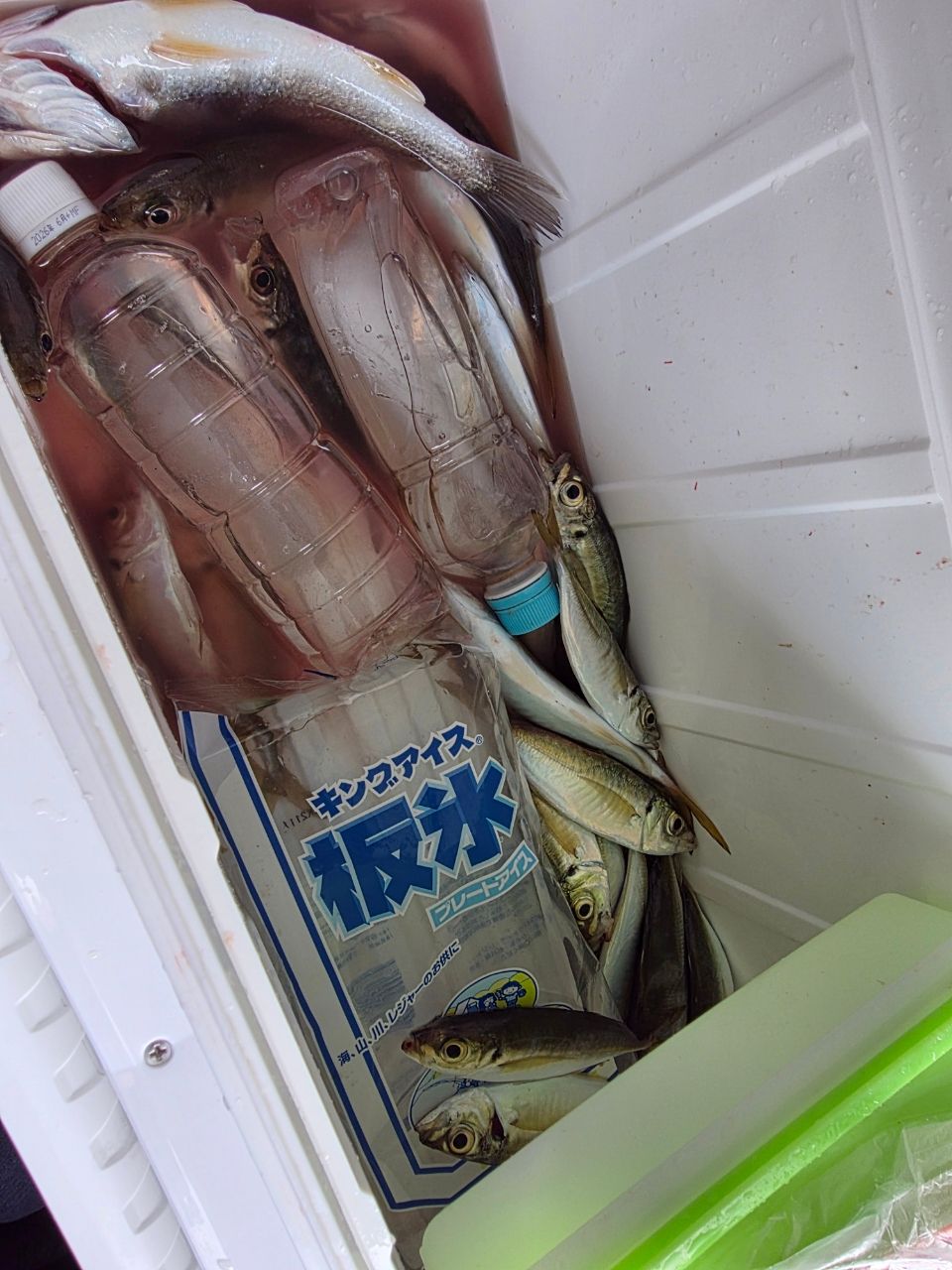 根こそぎ漁師さんの釣果 2枚目の画像