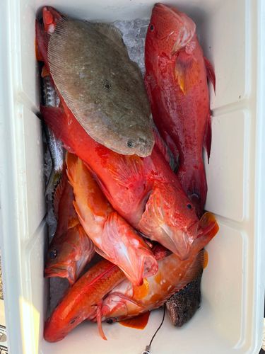 チャイロマルハタの釣果