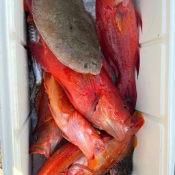 チャイロマルハタ