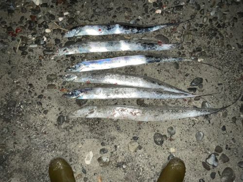 タチウオの釣果