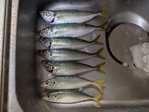 アジの釣果